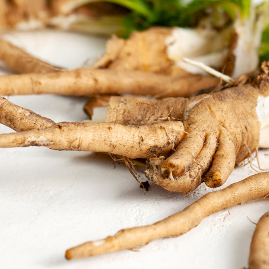 Chicory Root