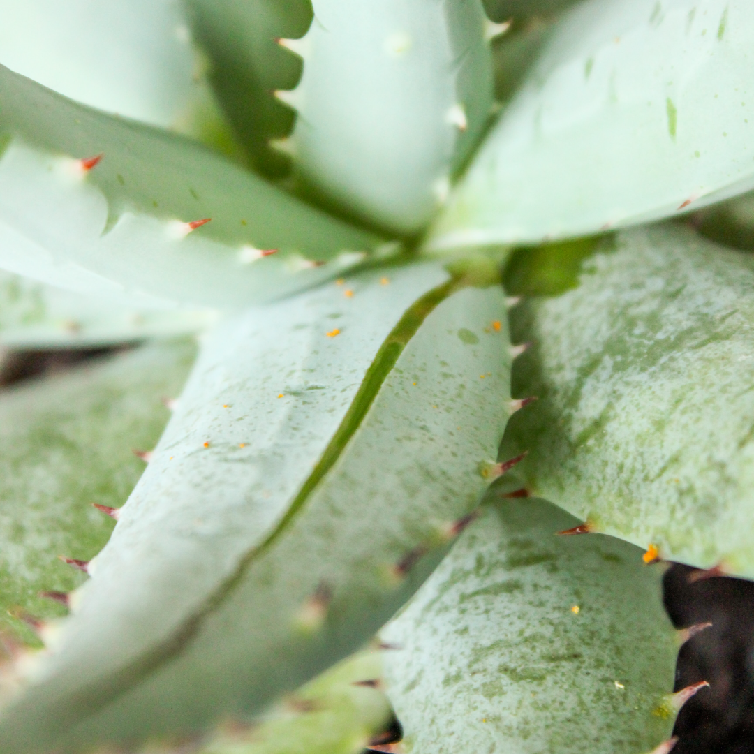 Nature's Healer And Almighty Aloe Vera
