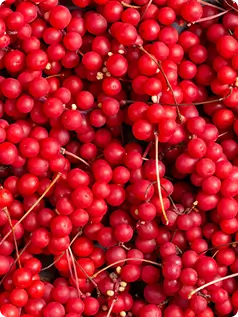 Schisandra Berry