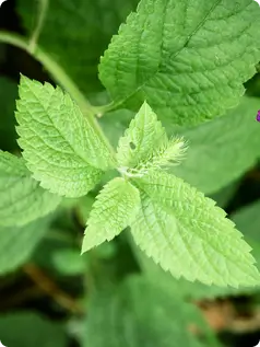 Stinging Nettle