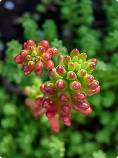 Licorice Extract (Glycyrrhiza glabra)