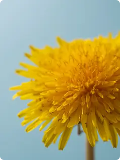 Dandelion Extract (Taraxacum officinale)