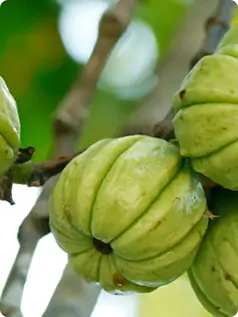 Garcinia Cambogia