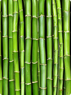 Bamboo Extract