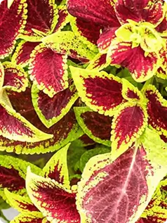 Coleus forskoli