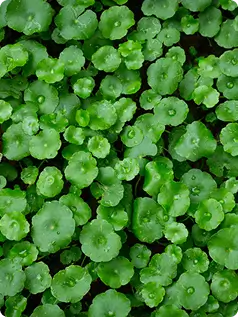 Centella Asiatica