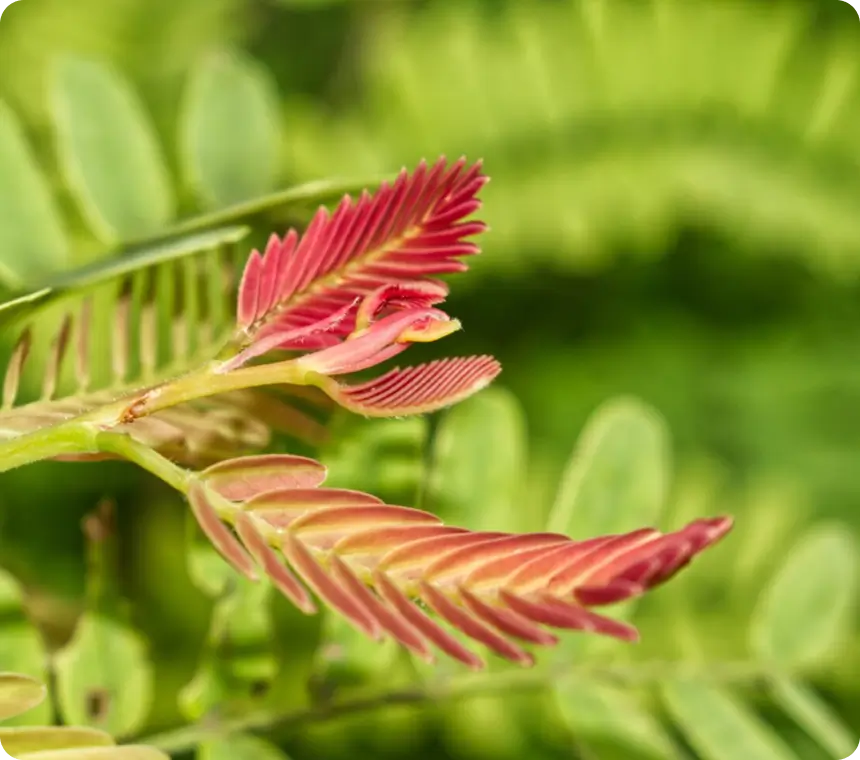 Chanca piedra