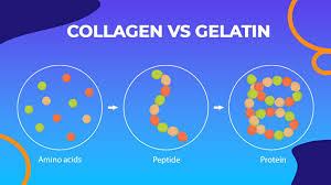 Collagen vs. Gelatin: Understanding the Differences