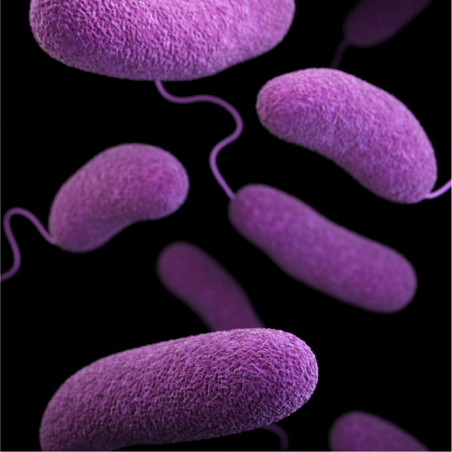 What is Probiotic? Why Should it be a Part of our Daily Regiment?