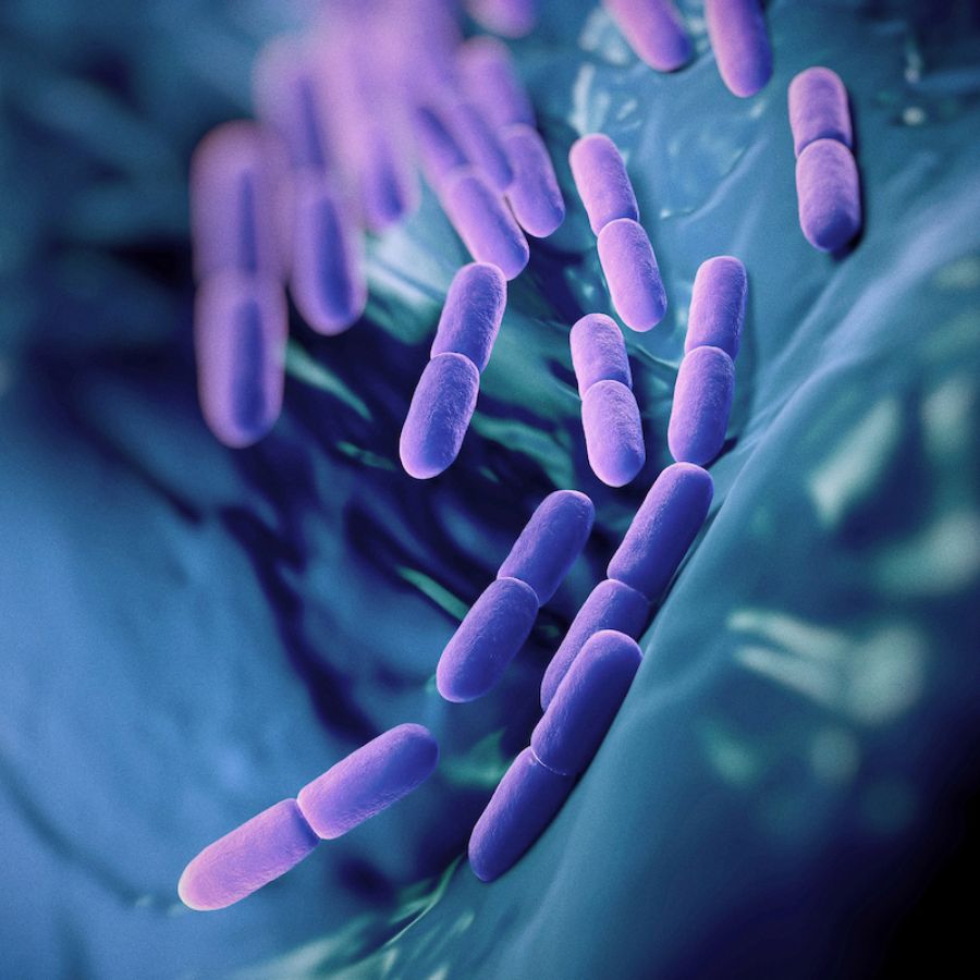 Probiotics Nutrition