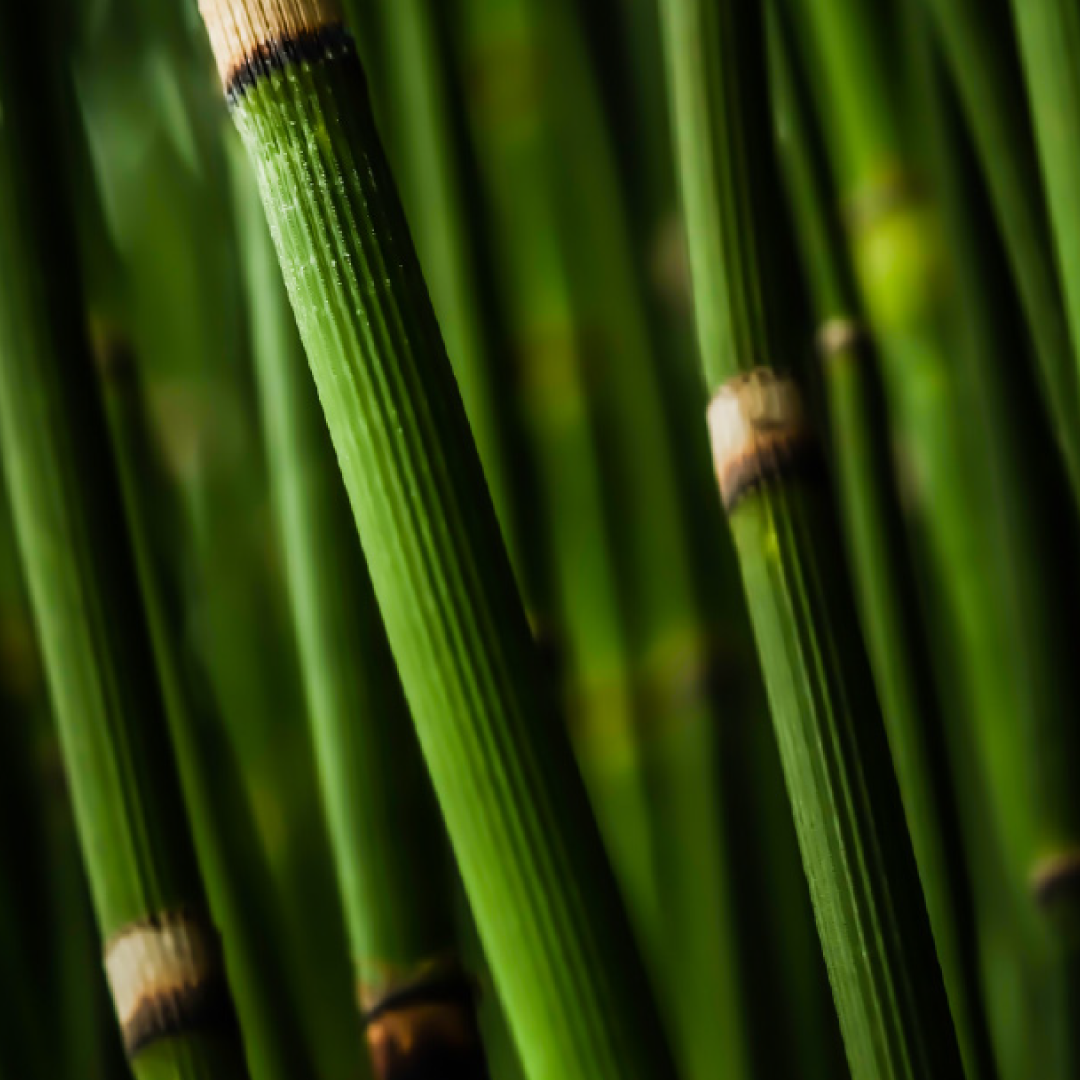 Using Bamboo Extract to Maintain Your Skin's Youthful Appearance