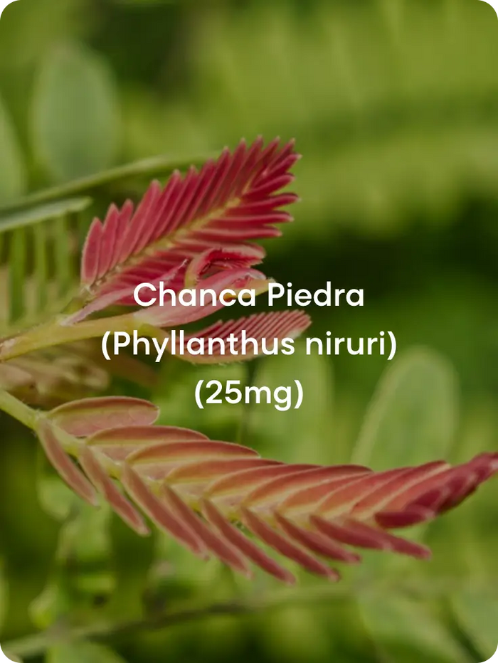 Liver Detox & Hepatic Function