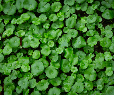 Centella Asiatica