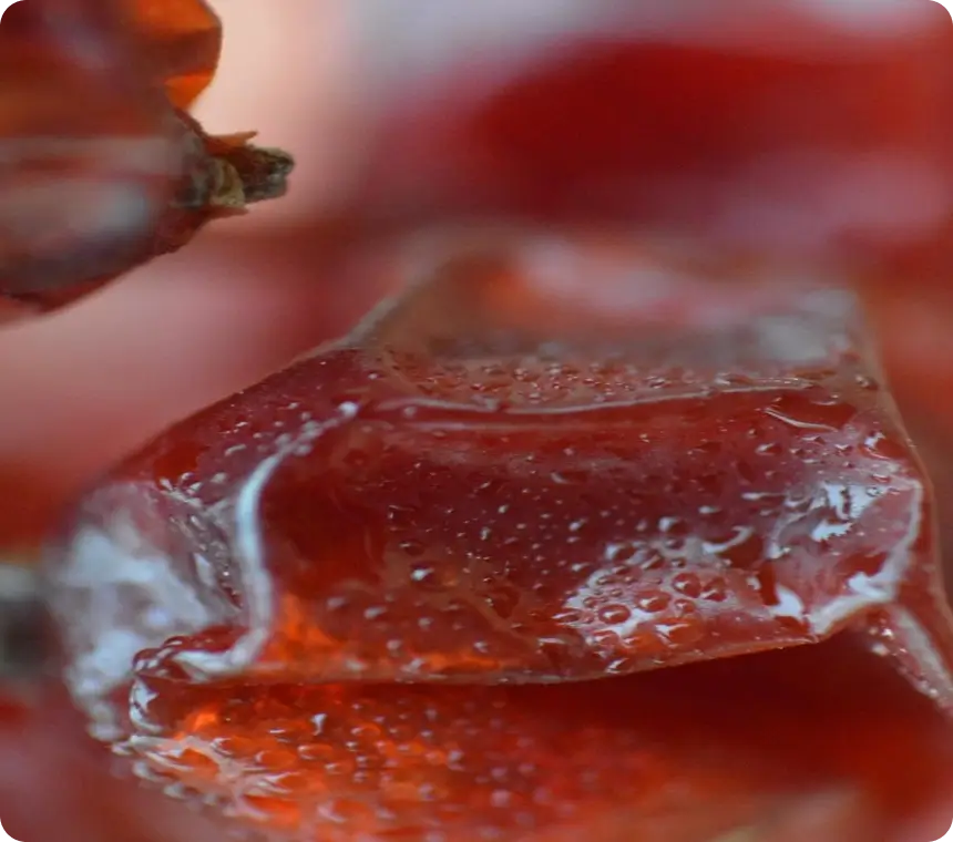 Jujube Extract