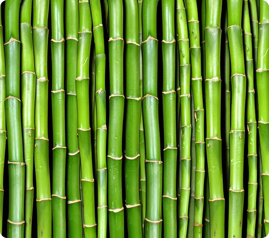 Bamboo Extract