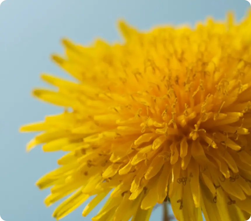 Dandelion Extract