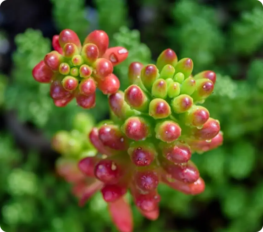 Licorice Extract
