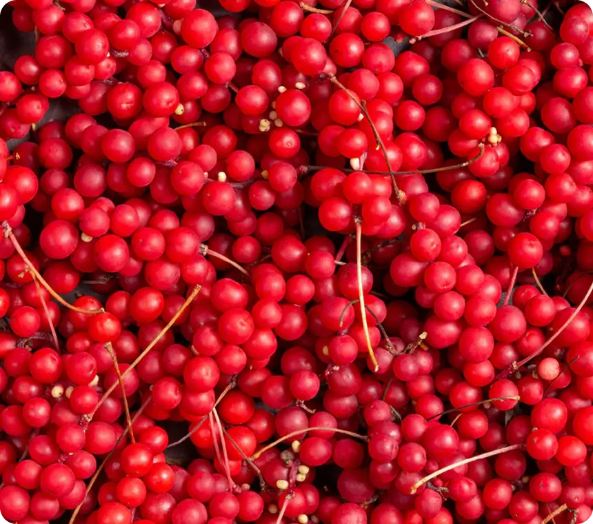 Schisandra Berry