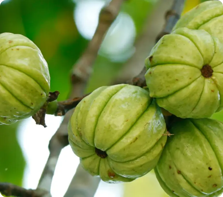 Garcinia Cambogia
