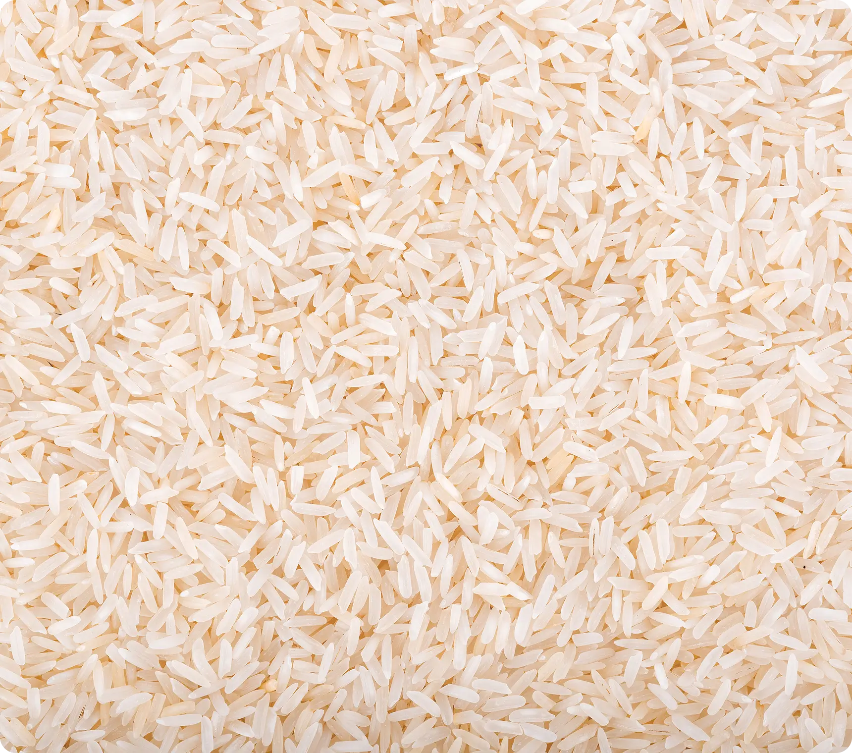 Fermented Rice Extract