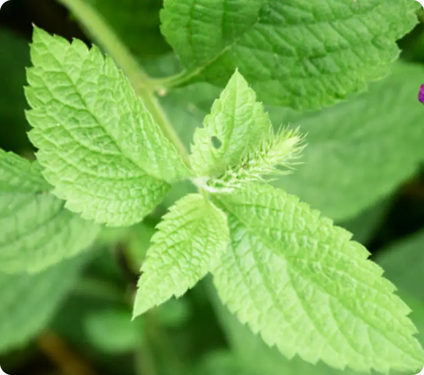Stinging Nettle