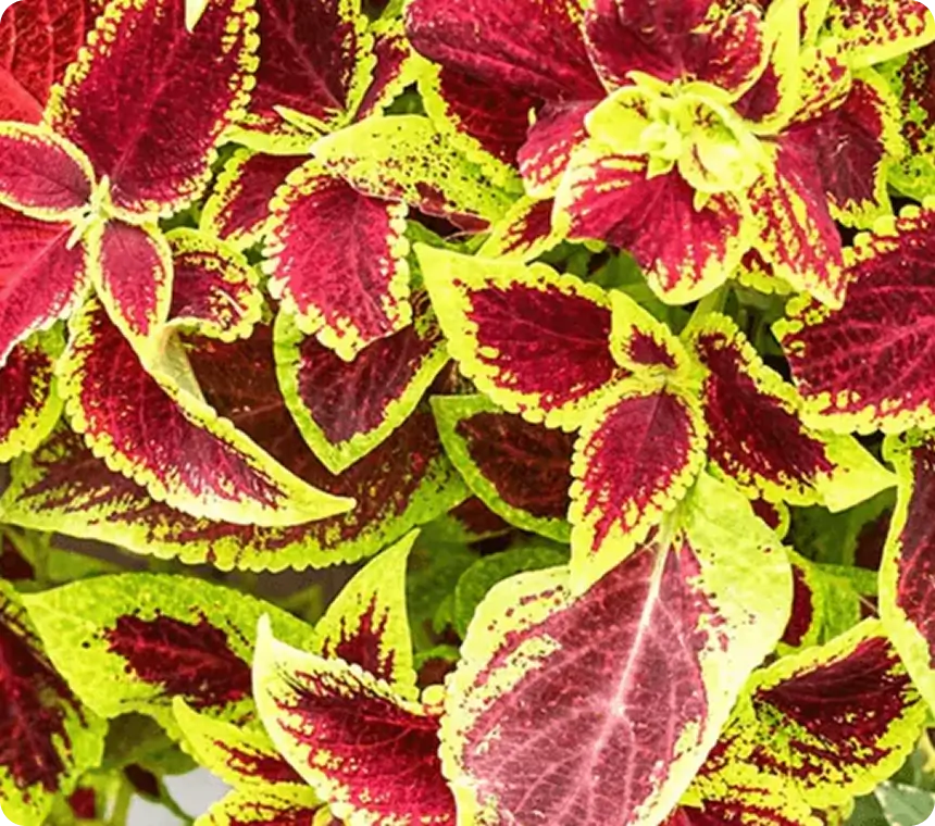 Coleus forskoli