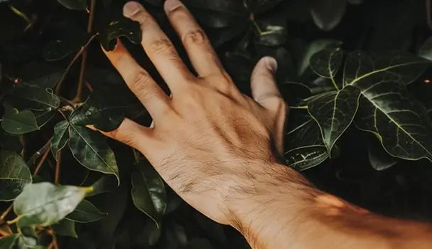 Earth-Derived Ingredients