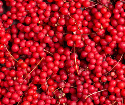 Schizandra Berry